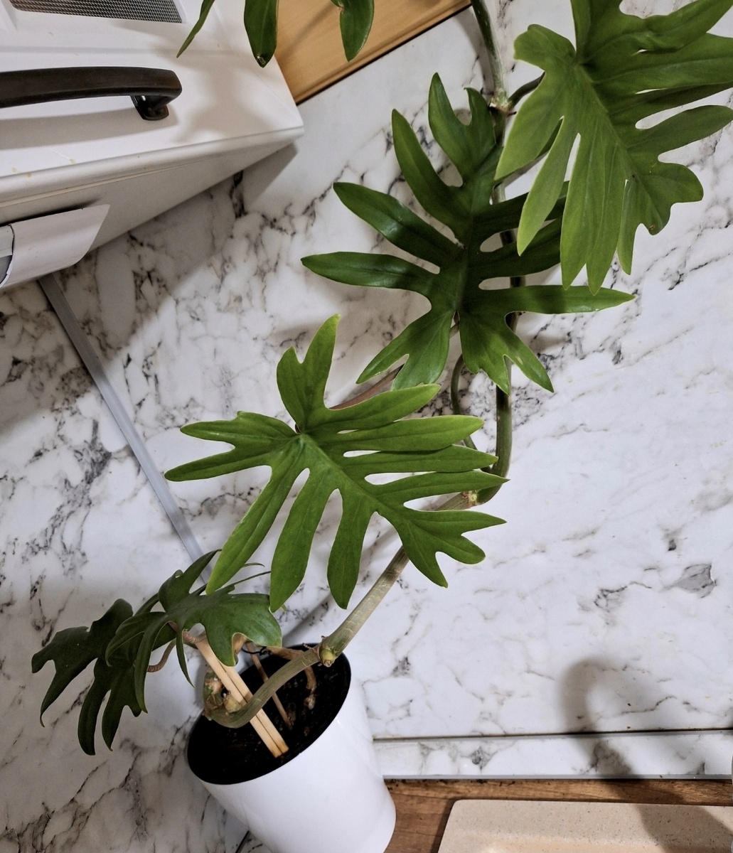 Материнское растение.