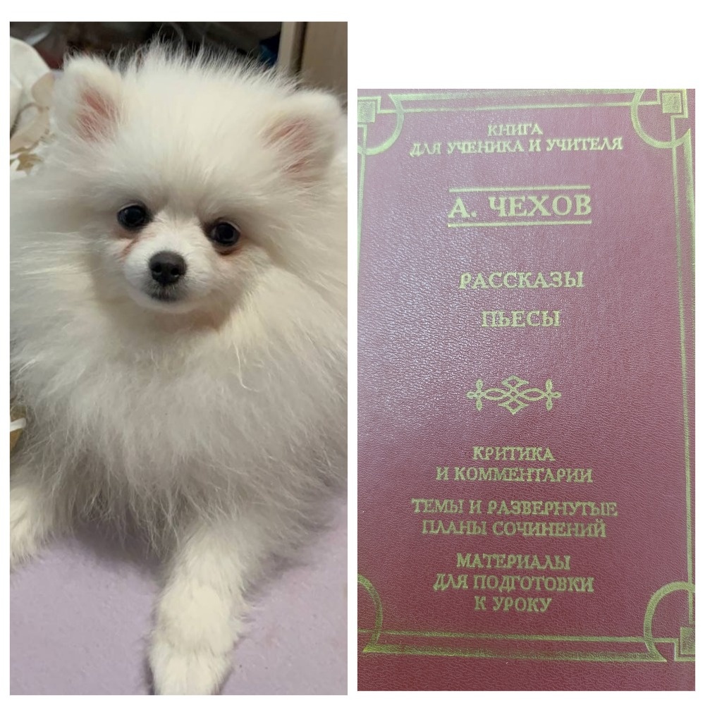 Книгу из школьной библиотеки из серии, так популярной в начале "нулевых", сегодня презентует Бэлла. 