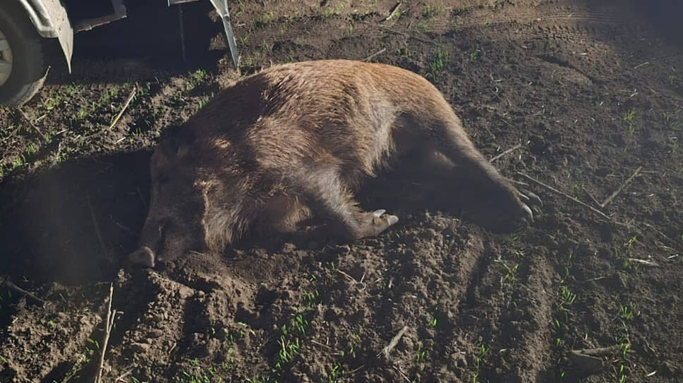    Фото: пресс-служба министерства природных ресурсов и охраны окружающей среды Ростовской области Редактор