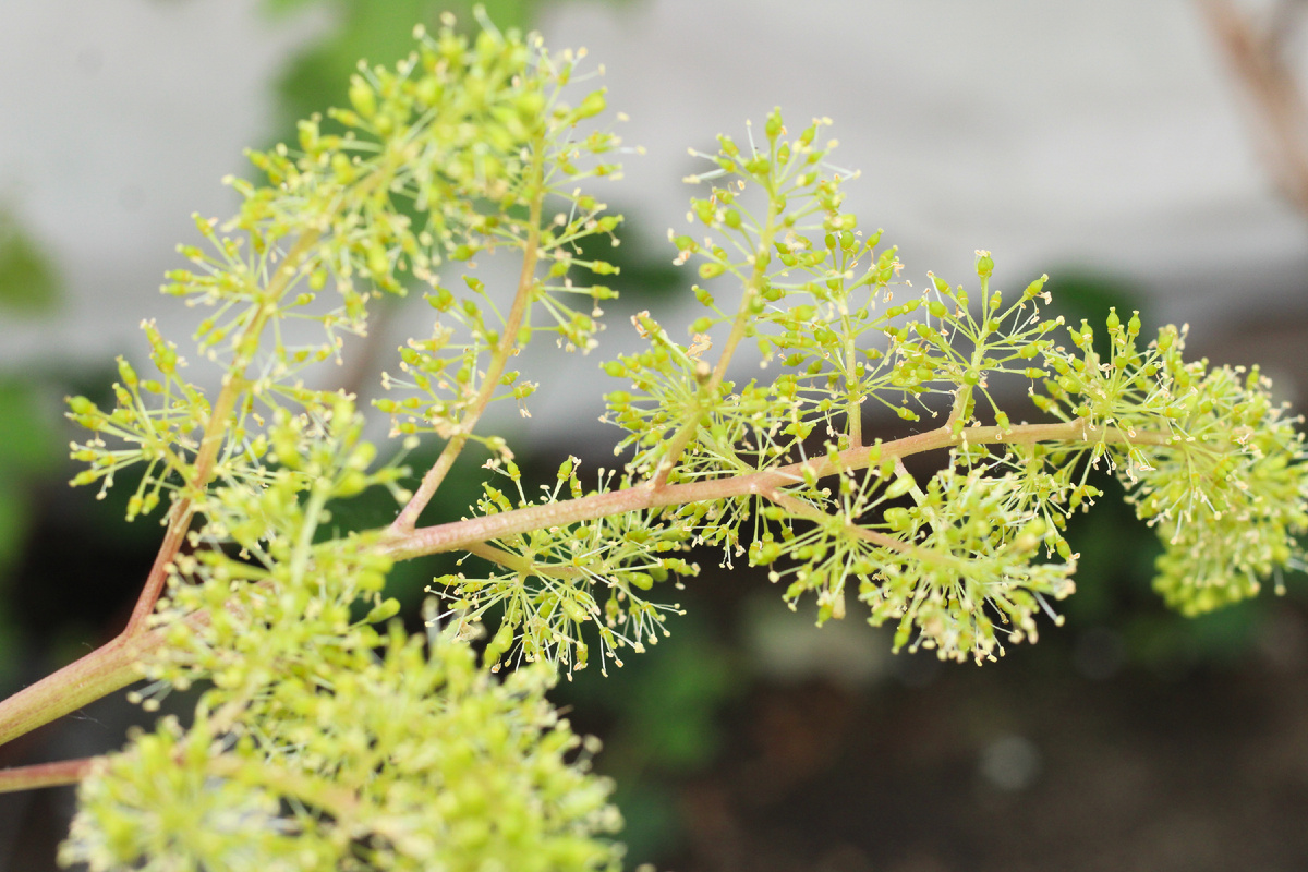 Начало июня - цветение Русбола