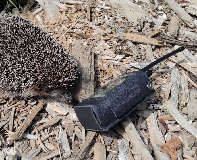 Что же лучше подходит для связи в лесу