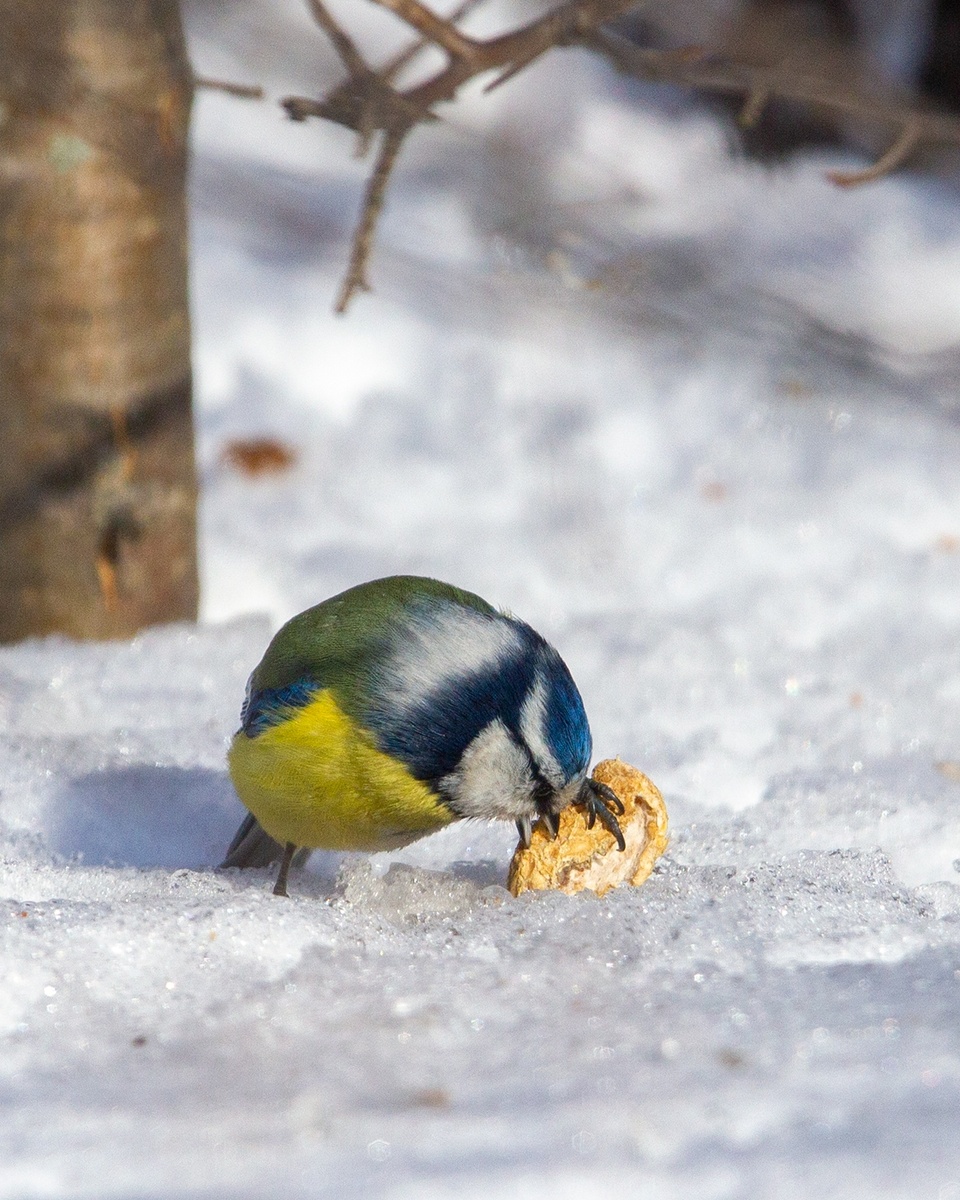 Обыкновенная лазоревка.
9.02.2025 Затюменский экопарк. г. Тюмень.