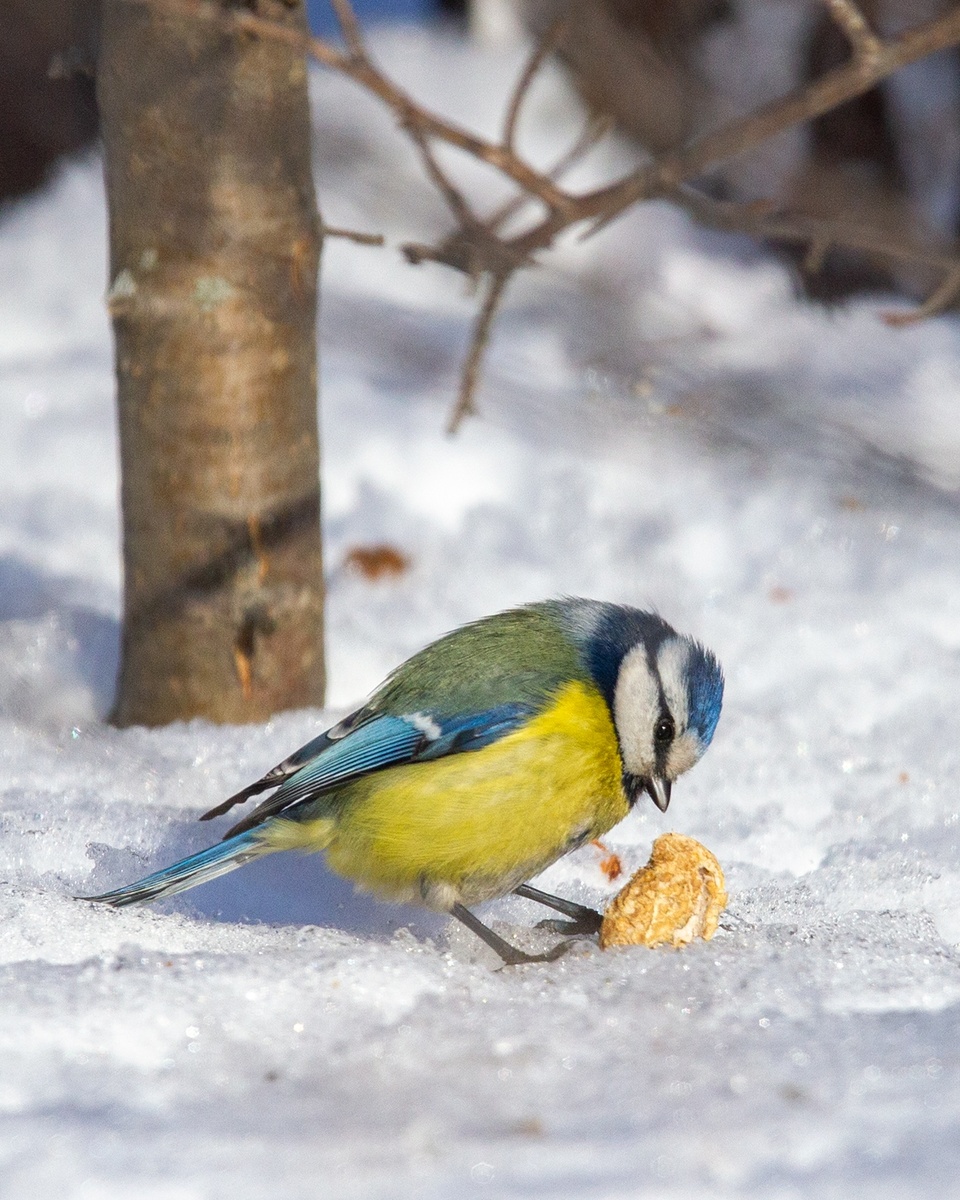 Трудилась, трудилась #ОбыкновеннаяЛазоревка над  арахисовой скорлупкой да из сил выбилась!..
9.02.2025 Затюменский экопарк. г. Тюмень.