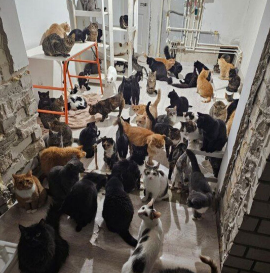 Кошки приюта остались без тепла!!! СОС!!!