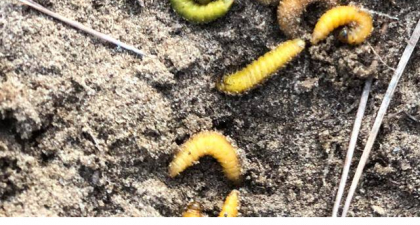    Волгоградская область объявила войну вредителям леса: обработке подвергнутся 4 тысячи гектаров