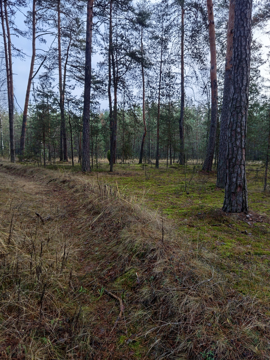 Наши лесные тропинки.