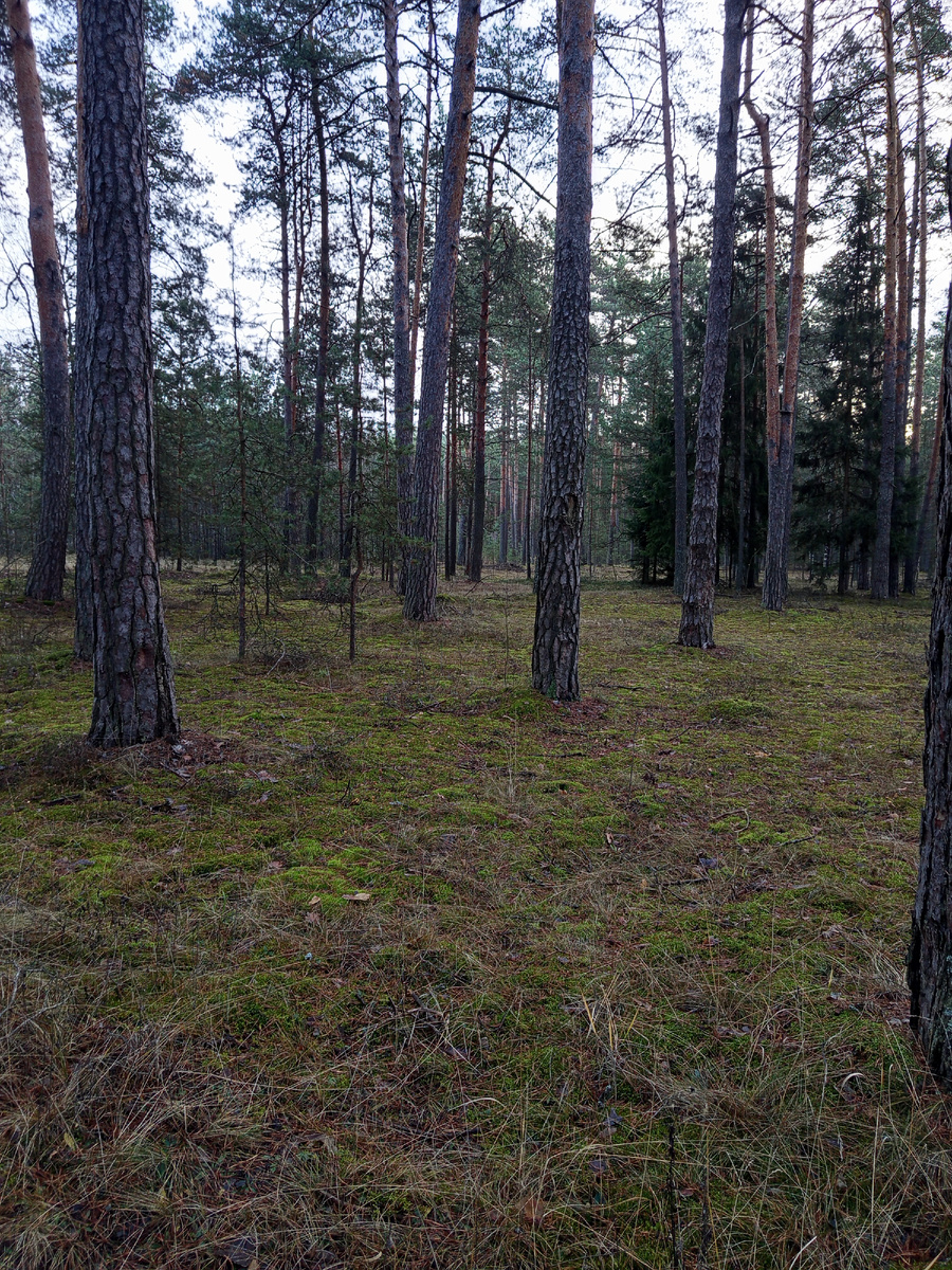 Наши лесные тропинки.