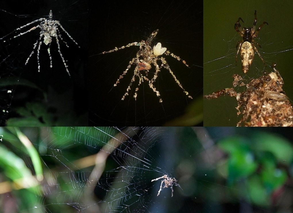    фото: Ecology and Evolution