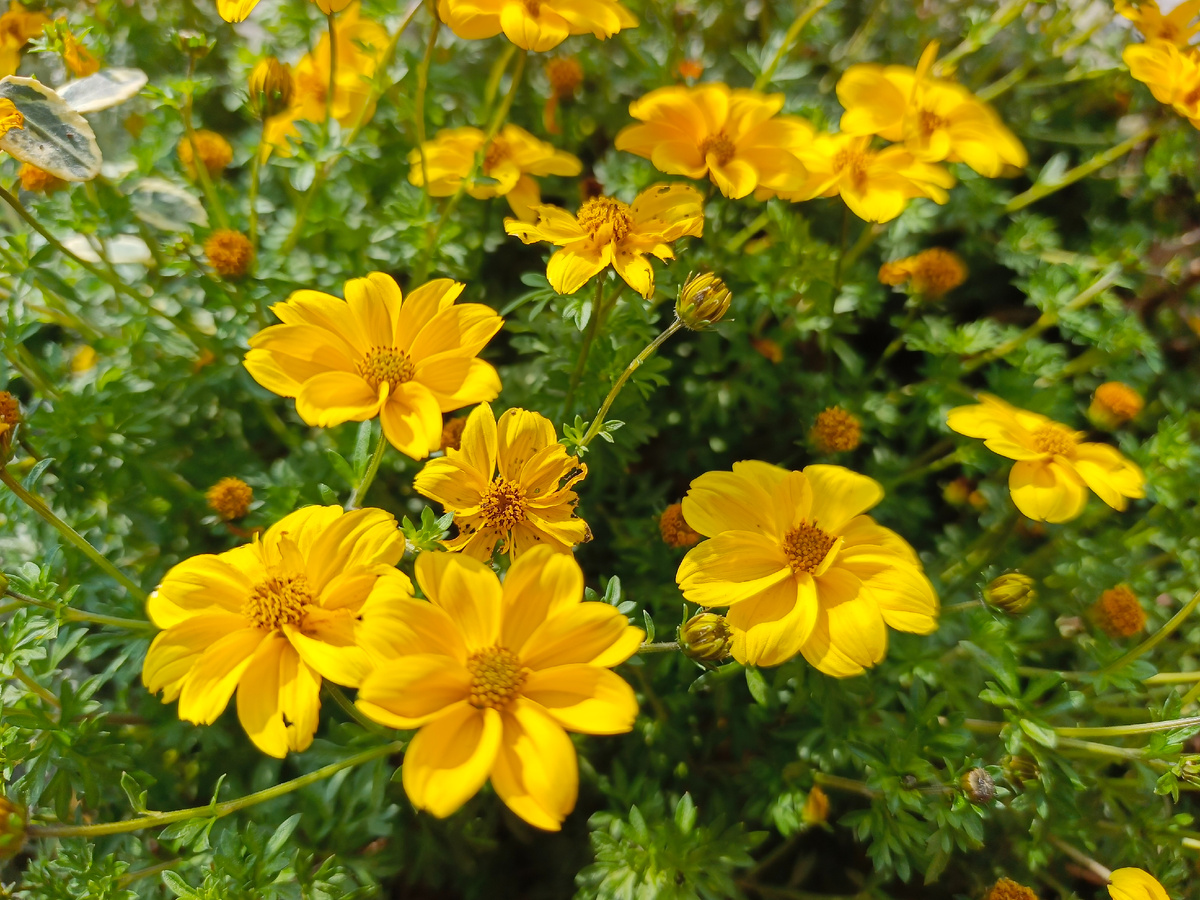 ФТ Сириус, Имеретинская набережная, Биденс, ноябрь 2025 года