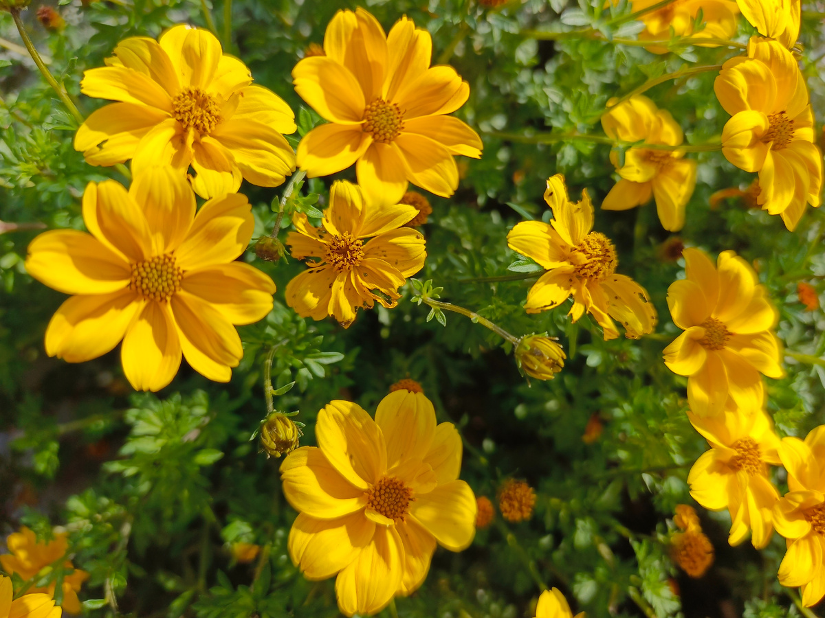 ФТ Сириус, Имеретинская набережная, Биденс, ноябрь 2025 года