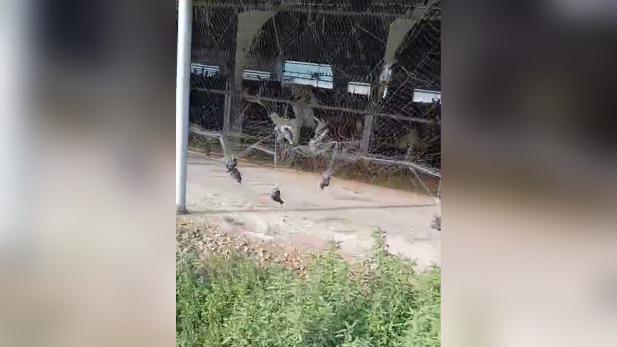    Фото t.me/proc_23