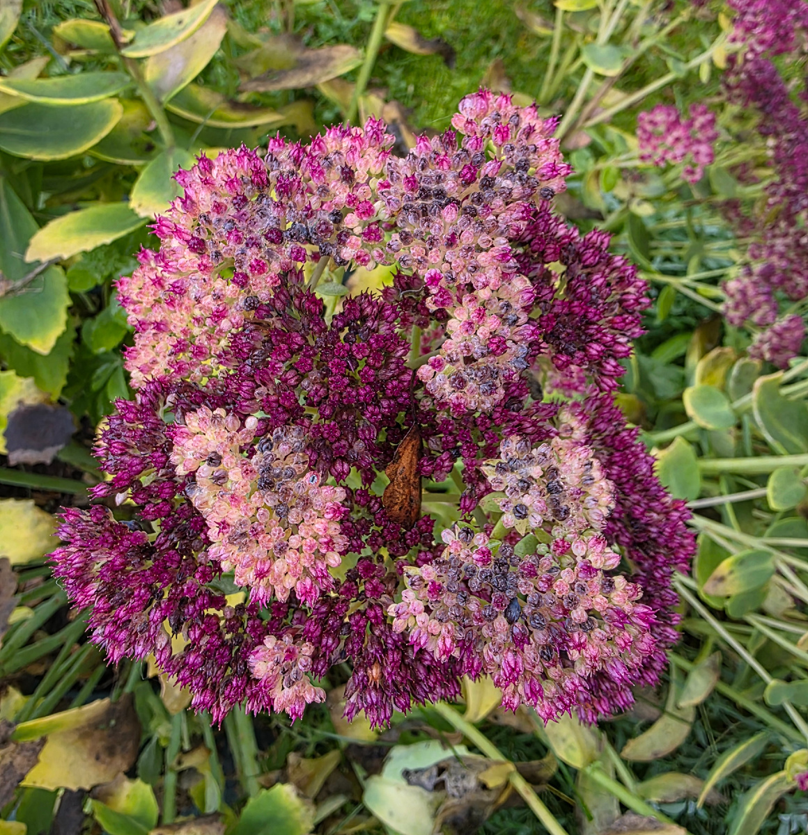 Очиток на даче 8 ноября 