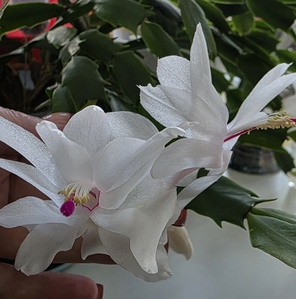 Декабрист цветёт дома