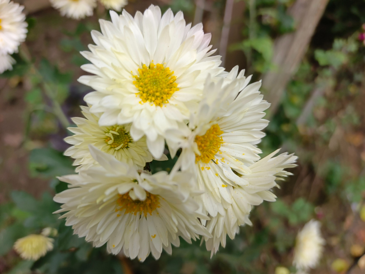 Адлер, наши дворовые цветочки, ноябрь 2025 года