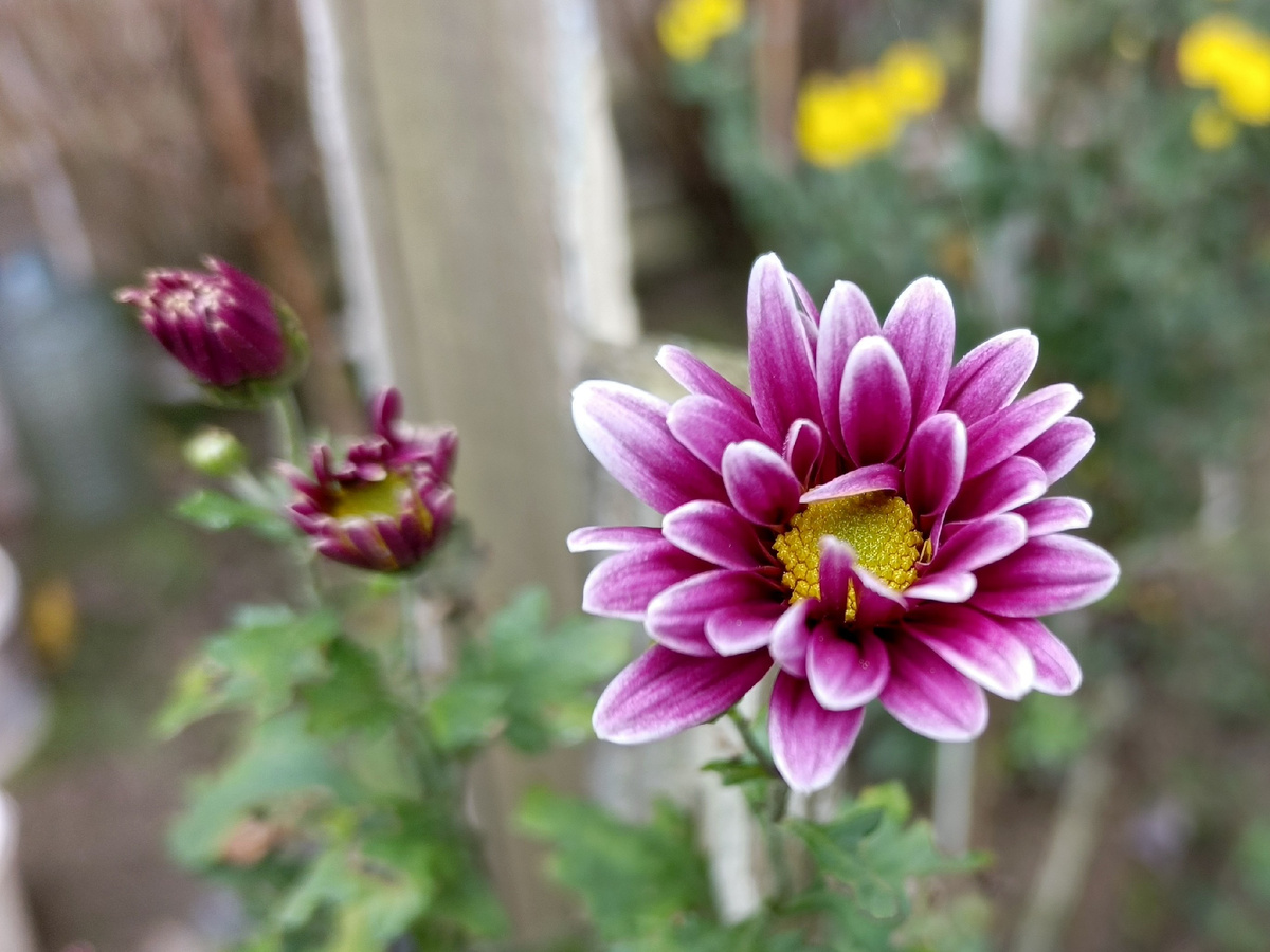 Адлер, наши дворовые цветочки, ноябрь 2025 года