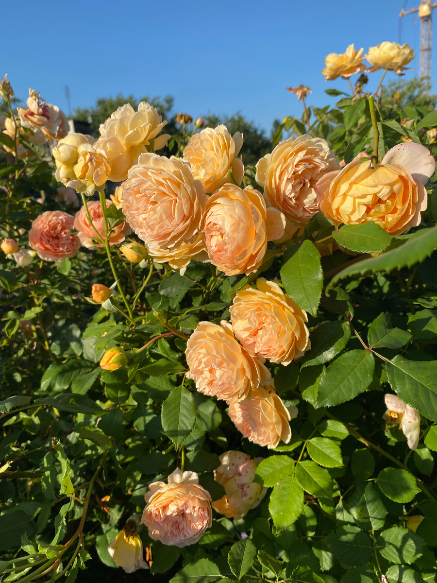 Crown Princess Margareta 