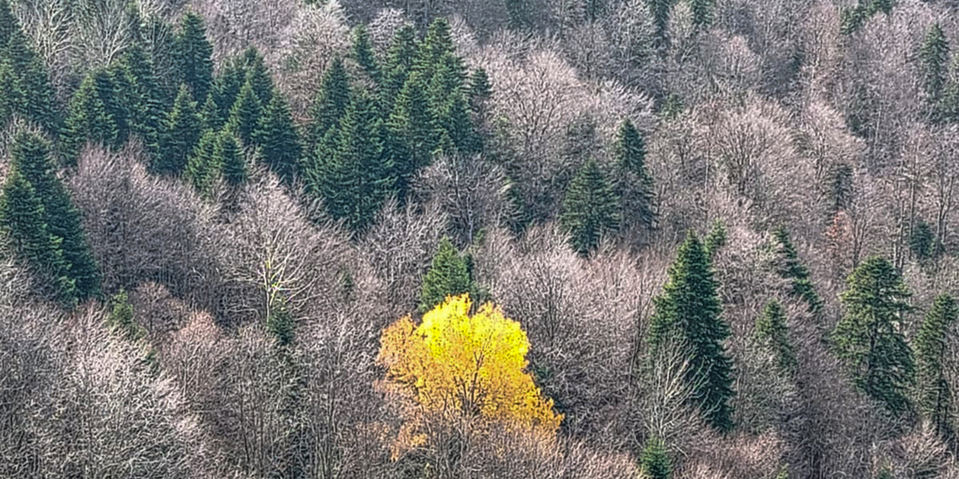 Тропа к Мезмайской пещере, 8 ноября 2025 года.