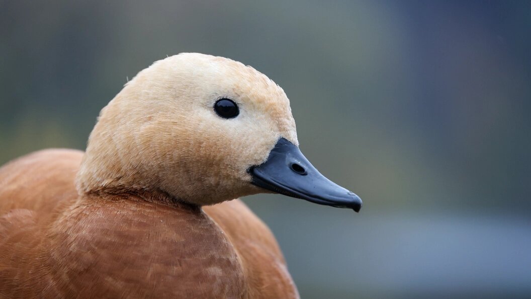    ФОТО: Belkin Alexey/Globallookpress