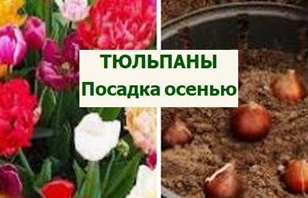 осенняя посадка тюльпанов