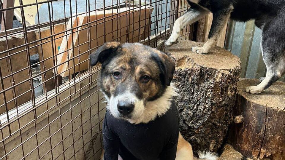 Давайте найдём дом для Берты, у которой истощаются запасы храбрости