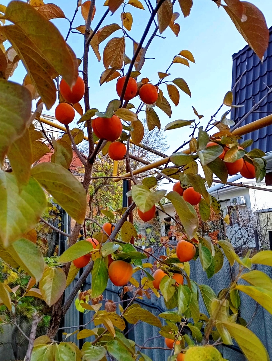 Вот НА фото хурма, которая растёт НА дереве НА даче у Тимоши. Он НА неё любуется и ждёт, когда ударит лёгкий морозец. Тогда хурму можно будет есть. 