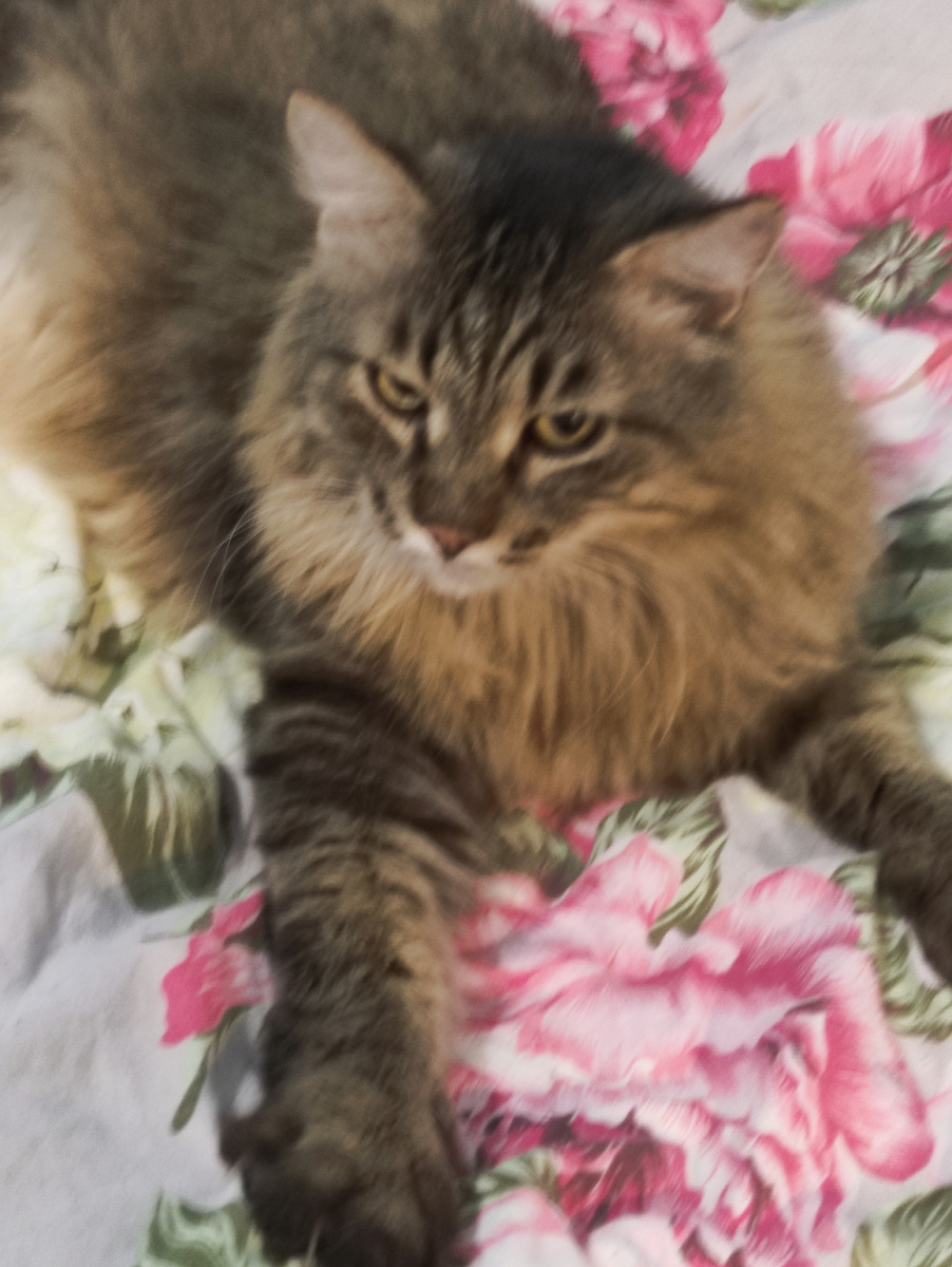 Кот Ваня не понимает поведение Дзена.