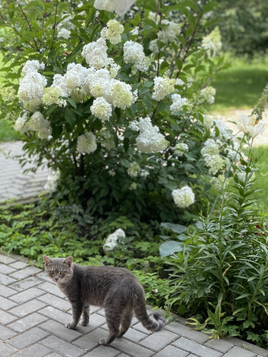 Зато есть кот, хулиган😸