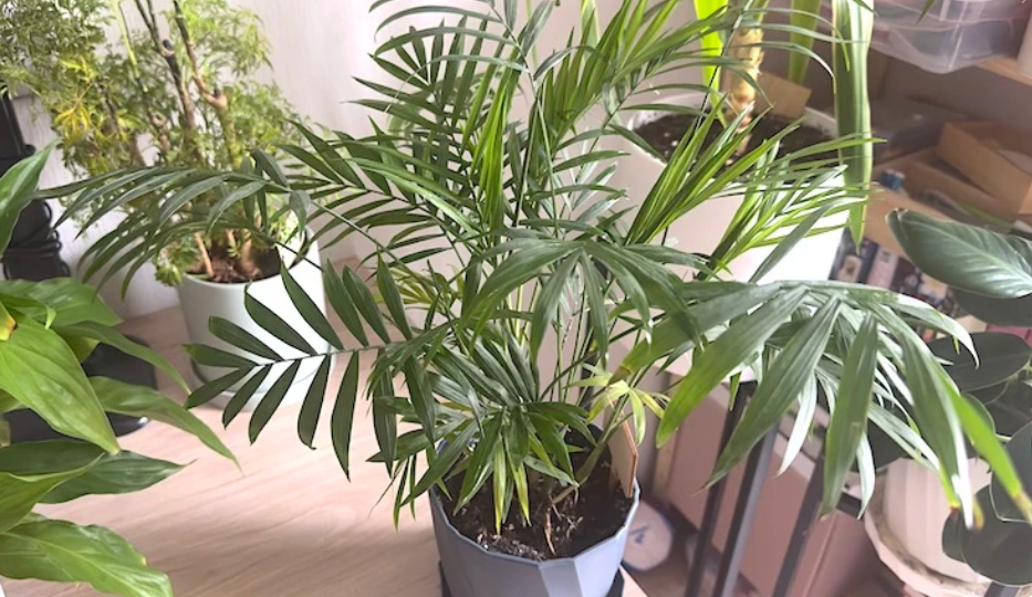 Подкормка комнатных растений в декабре: тонкости зимнего удобрения