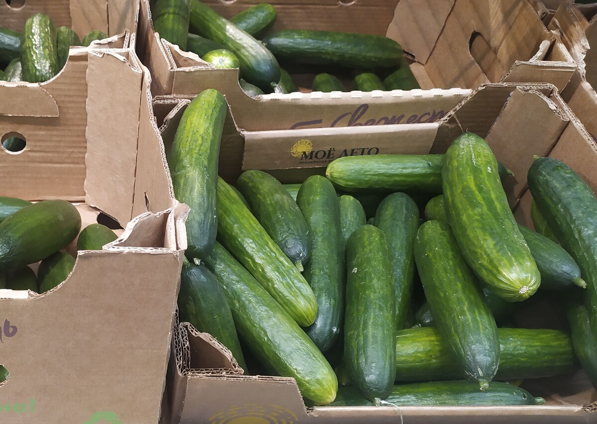    фото: © Столица на Онего