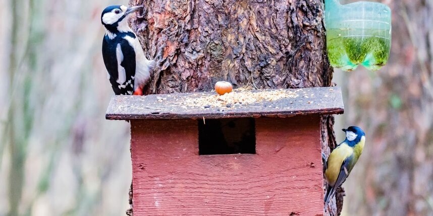    Алёна Бобрович