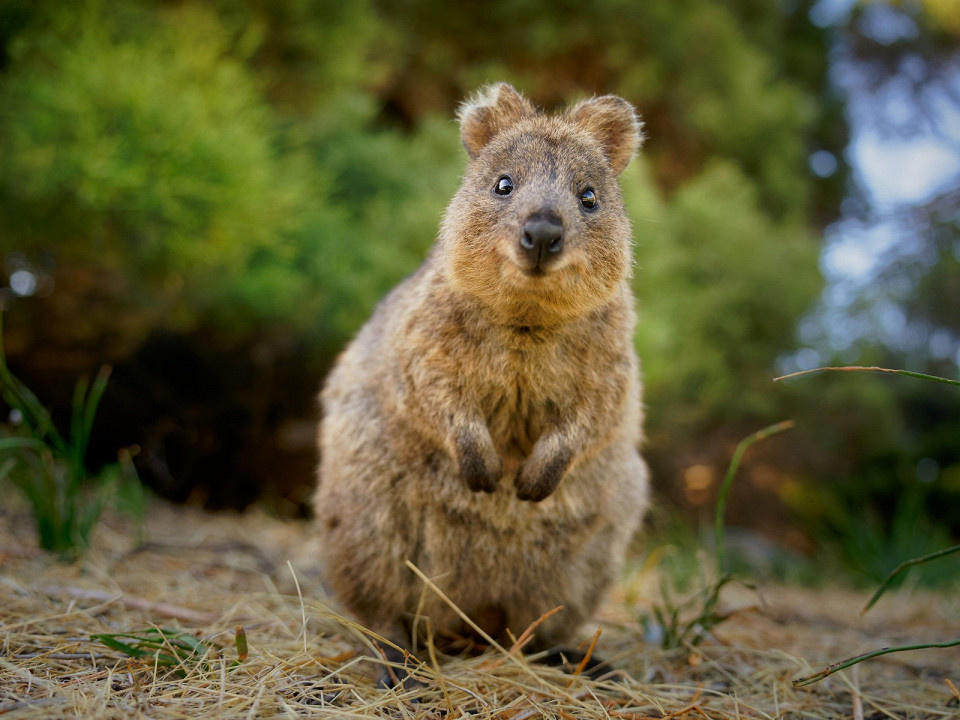 Martin Pelanek / Shutterstock.com
