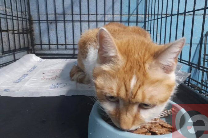    Фото: читатель "Прецедента"