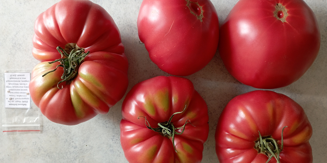 Каталог розовых и красных томатов