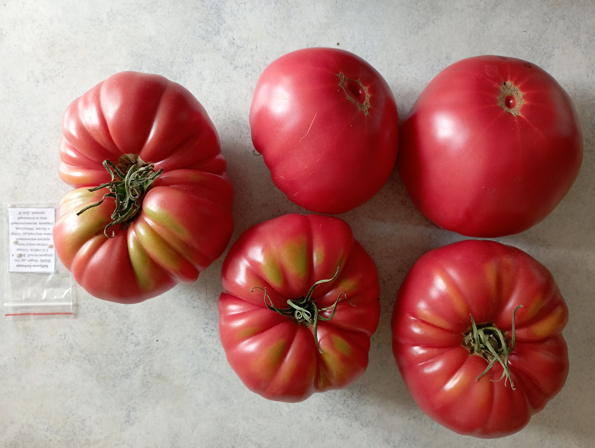 Бабушка Бейкера