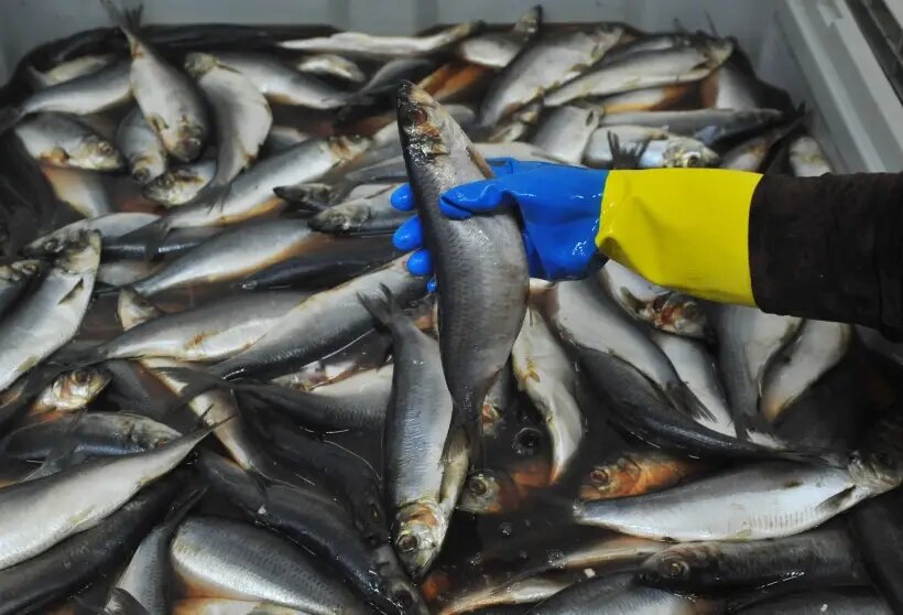    © РИА Новости. Алексей Сухоруков