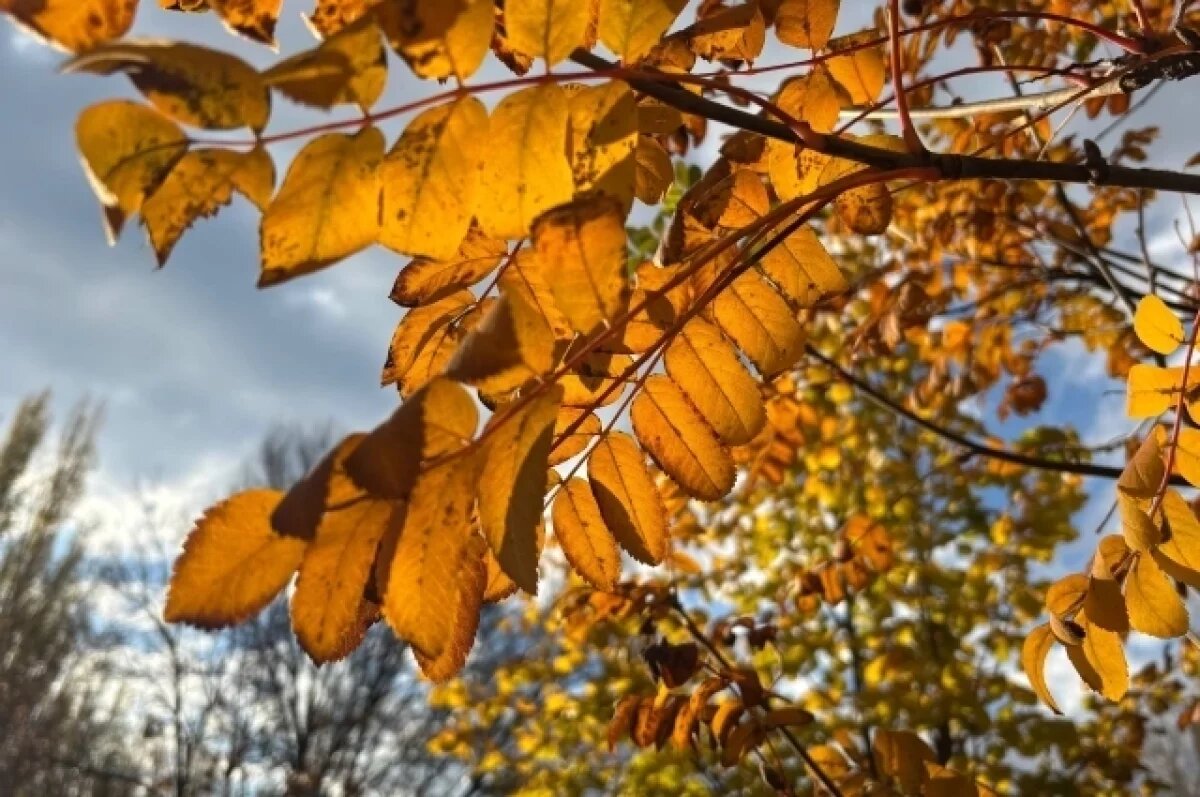    До +7 градусов прогнозируется в Псковской области 11 ноября