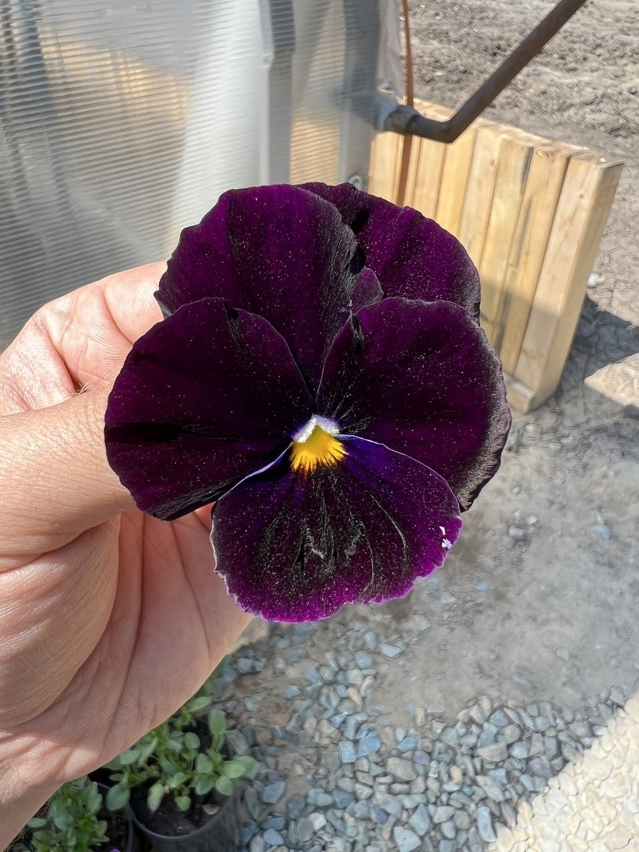 Весенний цветок виолы ШТОРМ