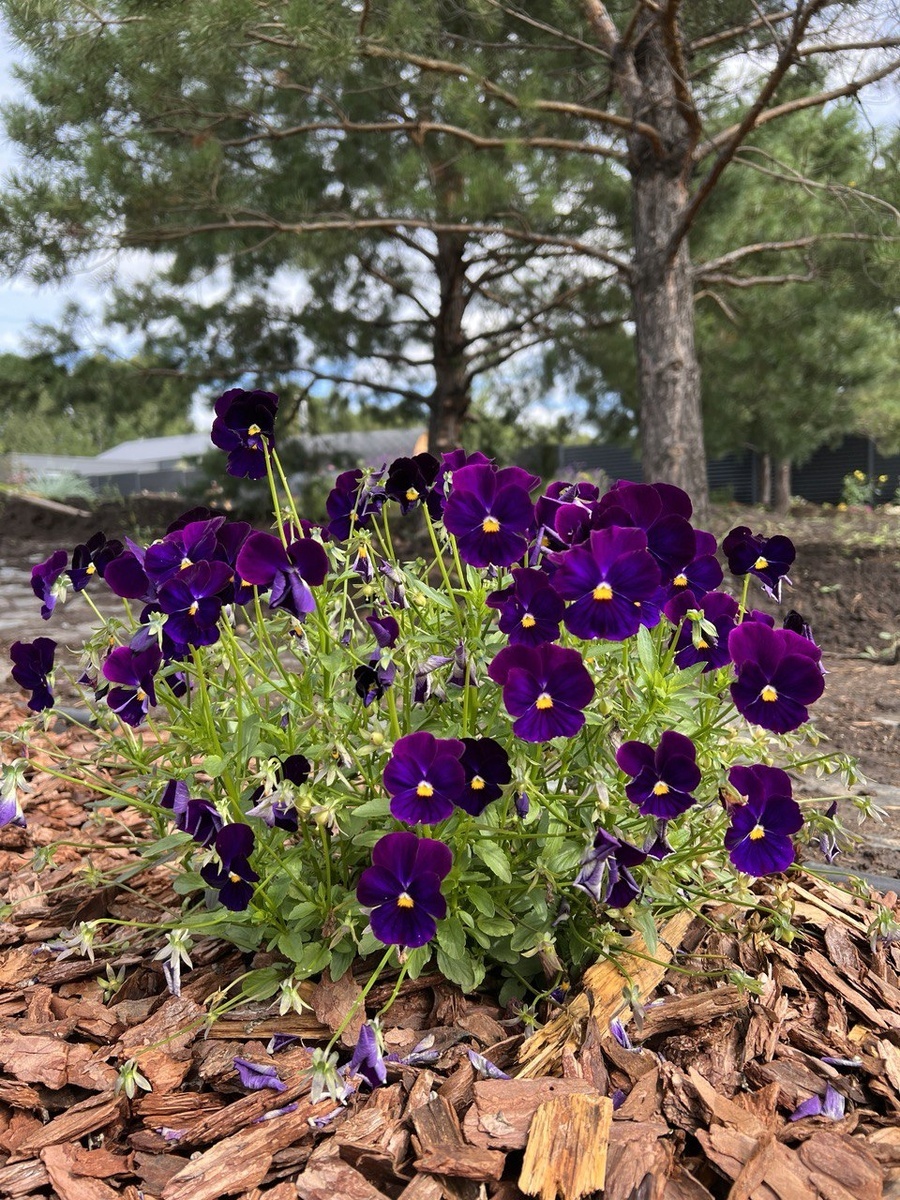 Летнее цветение виолы Шторм