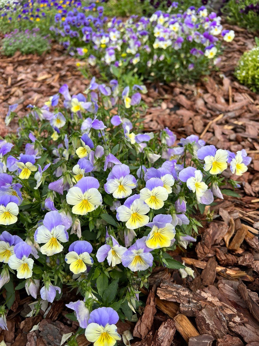 Виола Кул Вейв Морфо F1