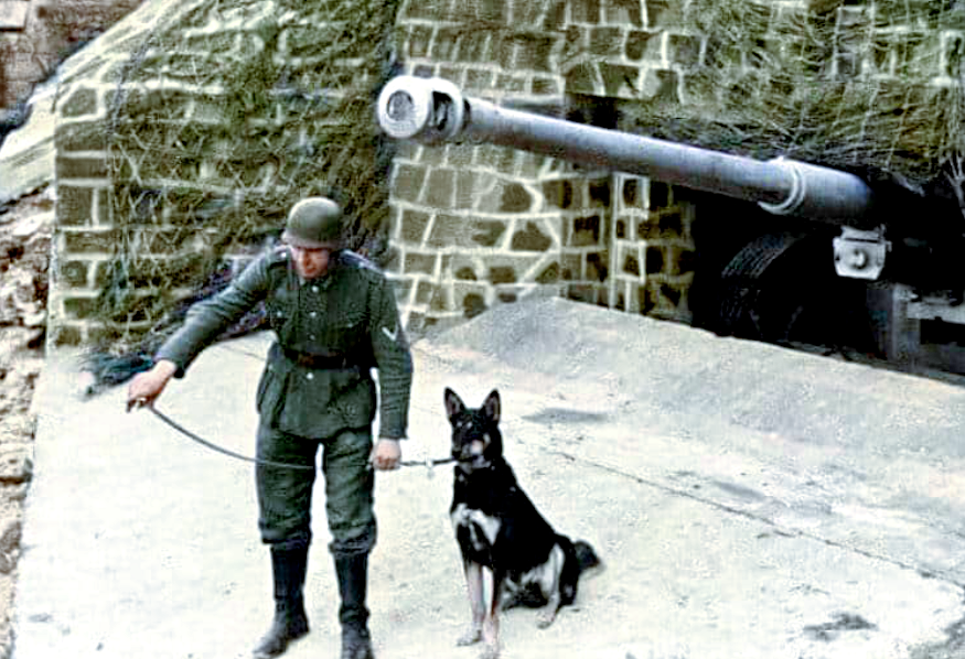 Солдат вермахта с собакой возле прибрежного ДОТа, 1943 г.