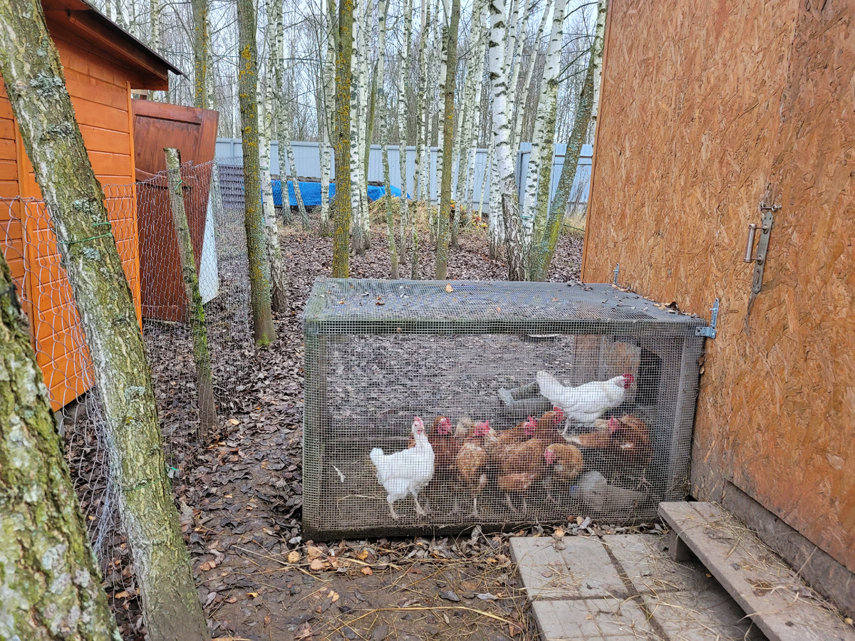 Куры меня ждут.