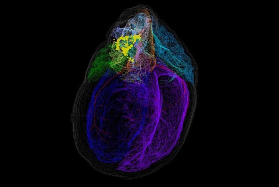 Источник: https://www.ucf.edu/
