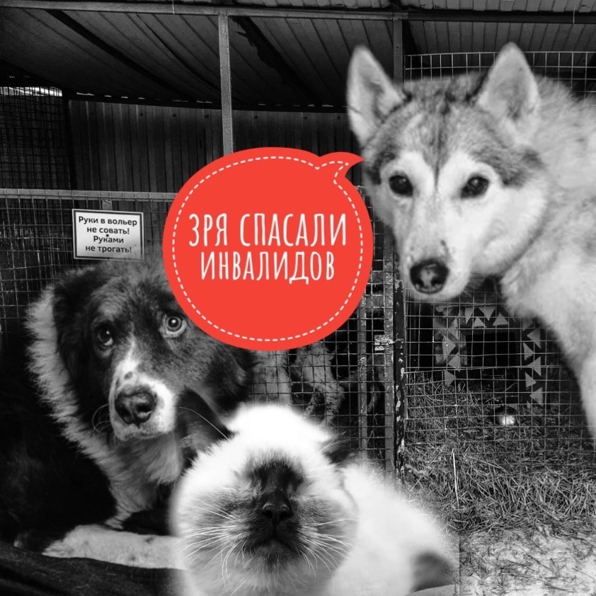 Зря спасали?! Помогите прокормить инвалидов, пожалуйста...