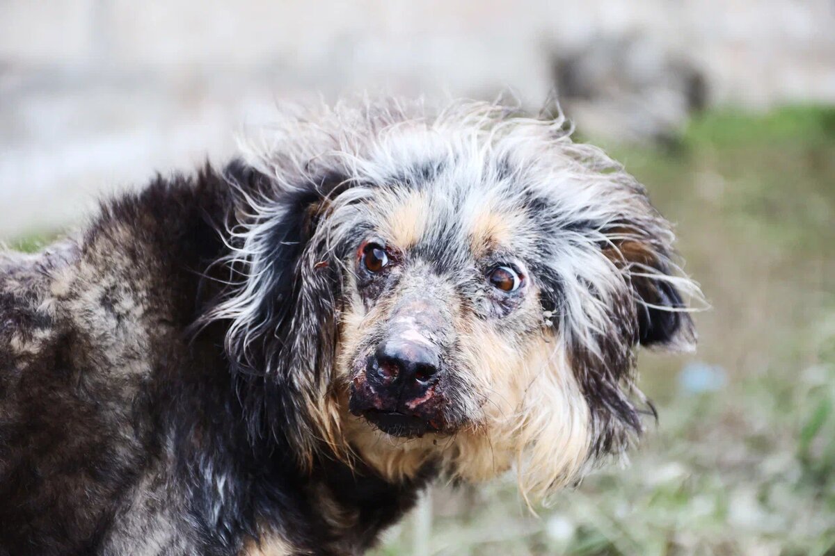 Что делать, "отпускать" животных? Не издеваться же, моря голодом!