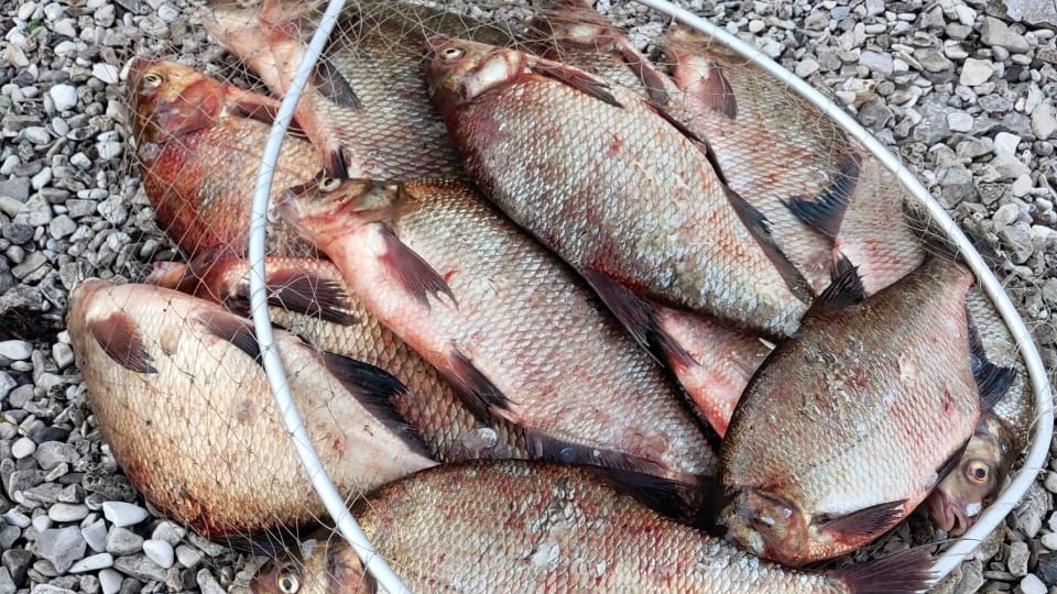 Ловля леща поздней осенью на Волге