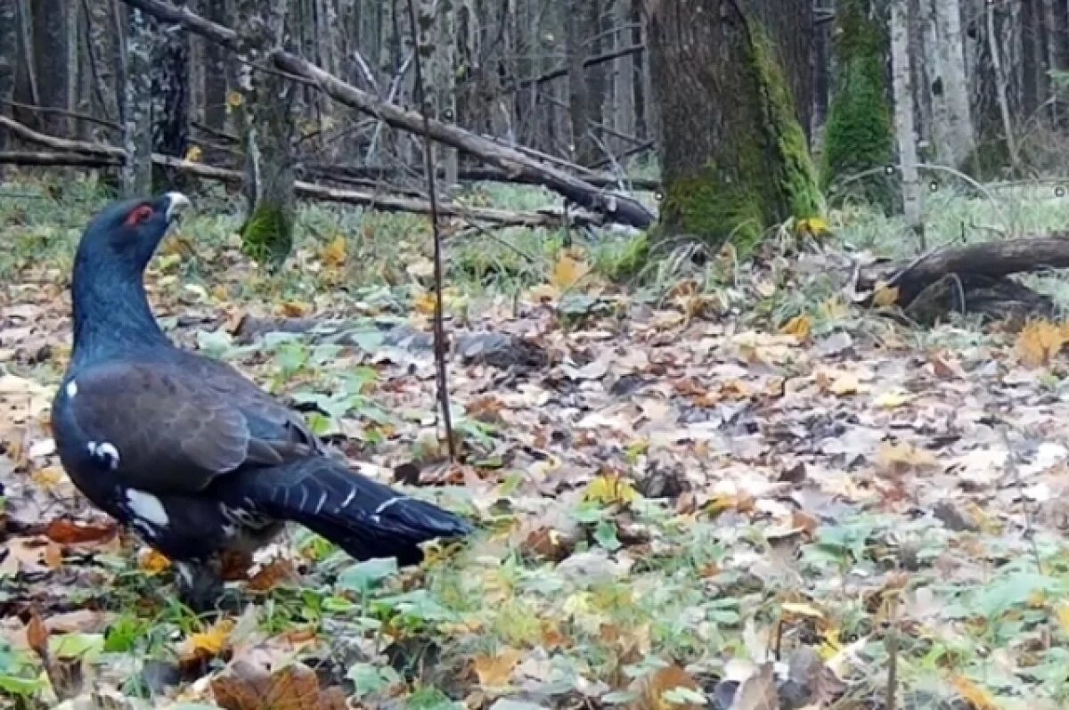    Камера калужского заповедника поймала глухаря и глухарку