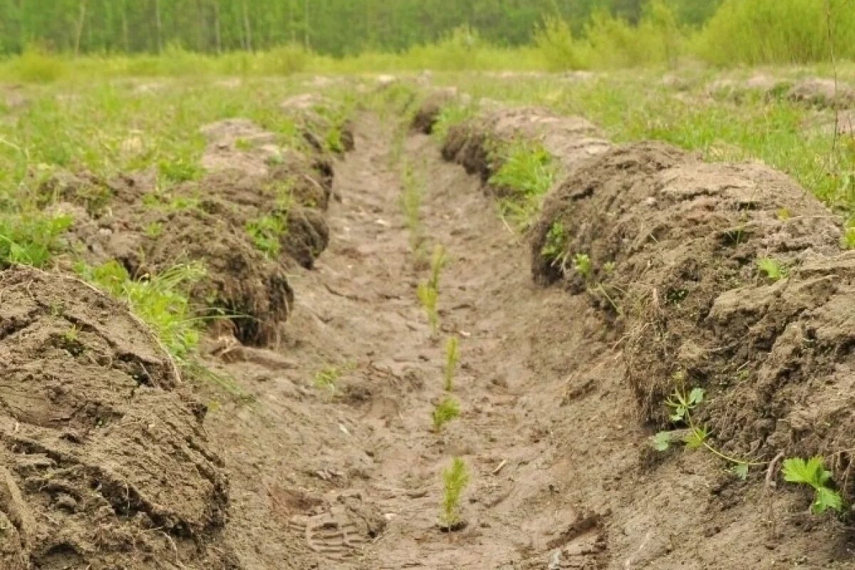    По «экологическому» нацпроекту Псковская область получит 70 млн рублей