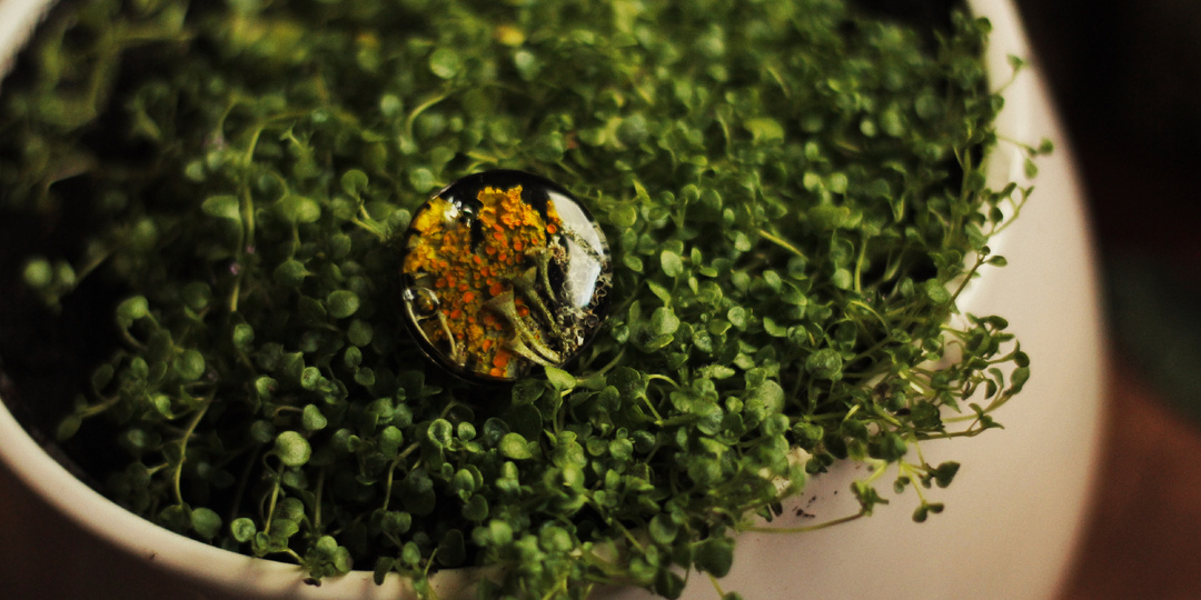 Мята для дома: заморская красавица для тех, кто любит экзотику со знакомым ароматом