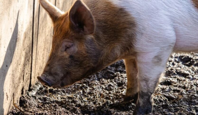 Фото: freepik.com