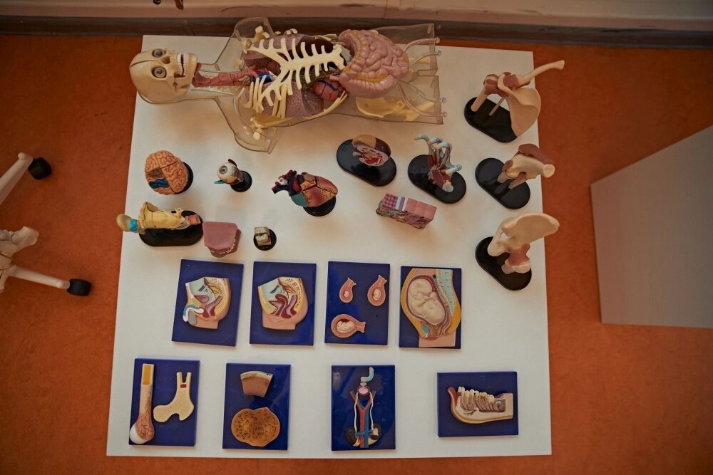    Среди экспонатов – учебные модели органов человека. Фото: ГК "КОРТРОС"/ Екатерина Гаврикова